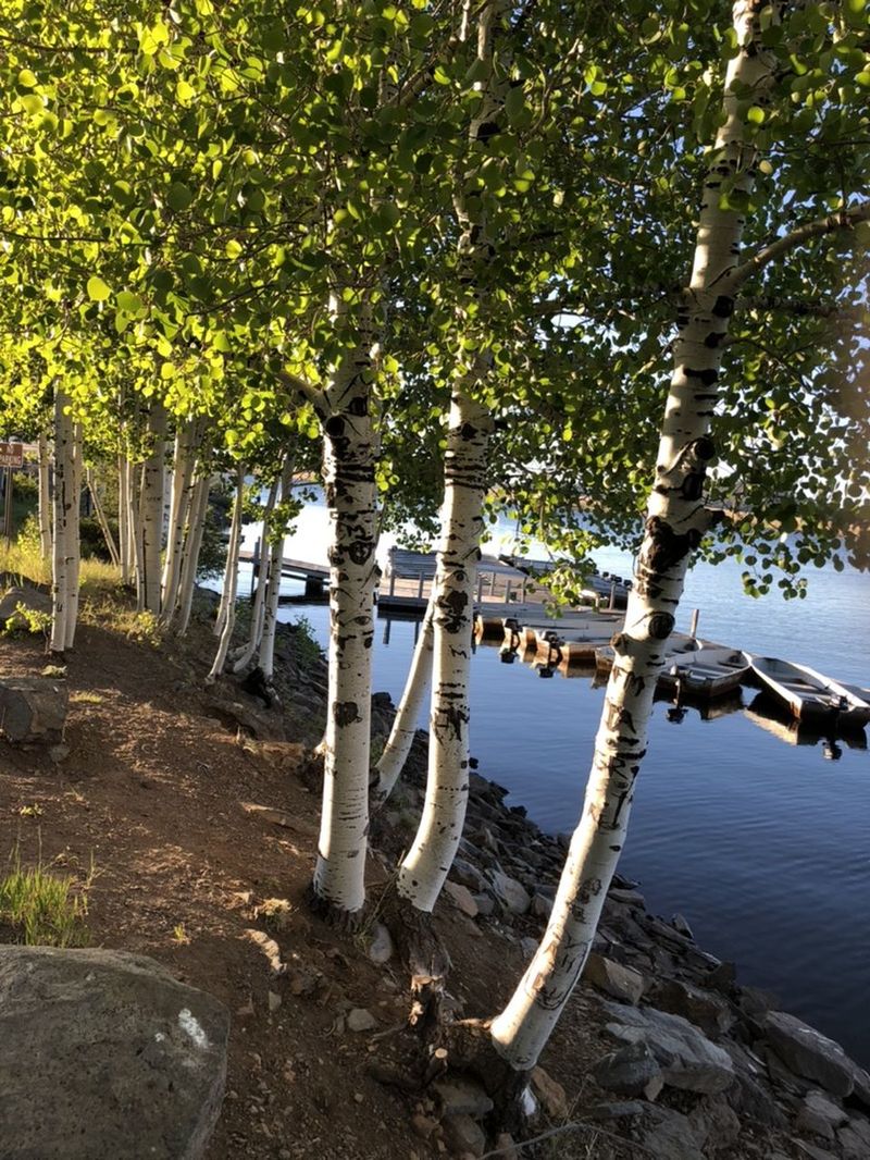 VIEW OF TREES BY LAKE