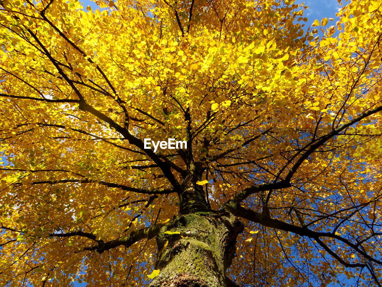 LOW ANGLE VIEW OF TREES