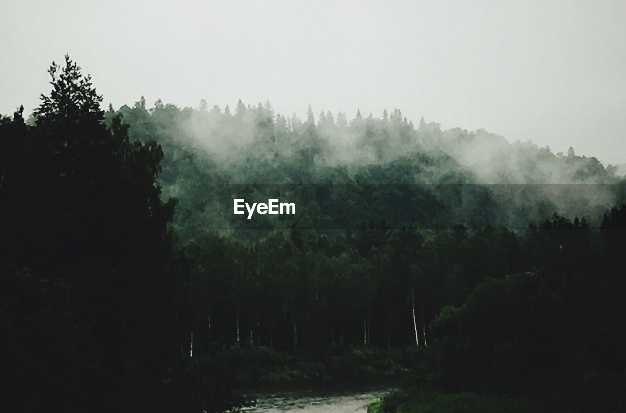 Trees growing against sky at forest