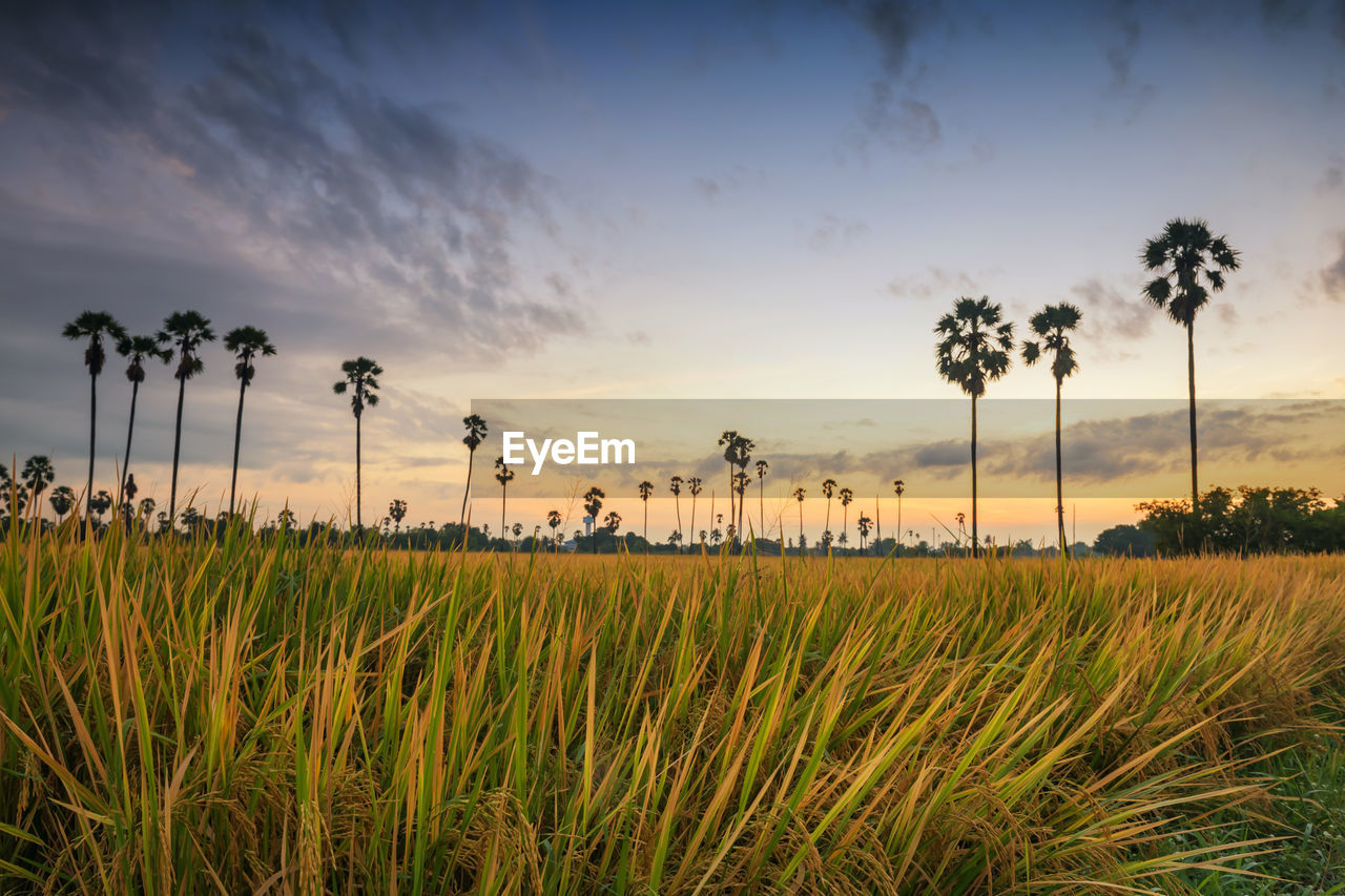 CROPS GROWING ON FIELD AGAINST SKY DURING SUNSET