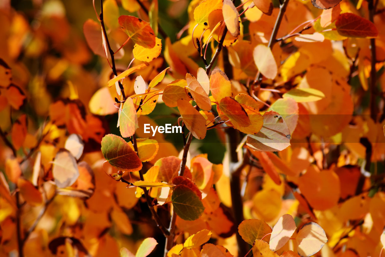 Close-up of yellow flowering plant during autumn