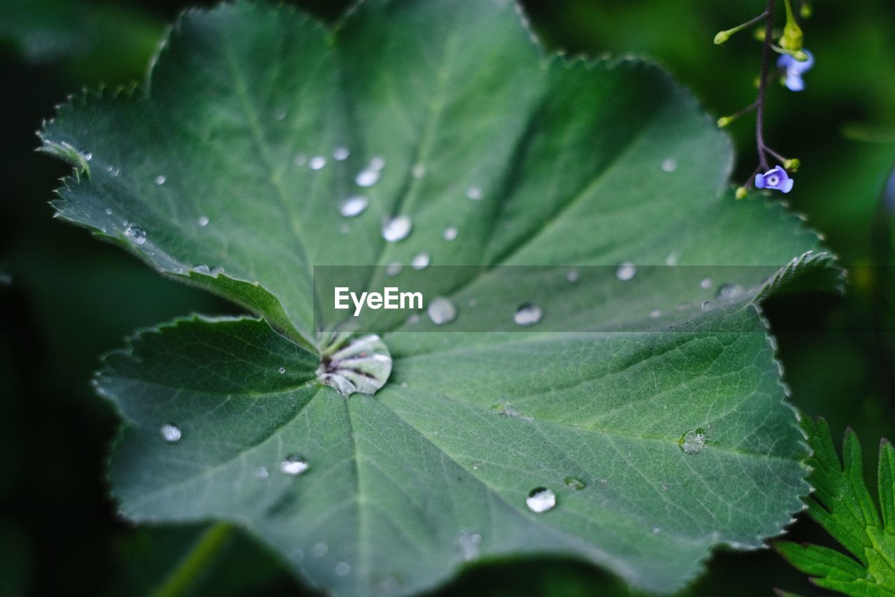 CLOSE-UP OF WET LEAVES