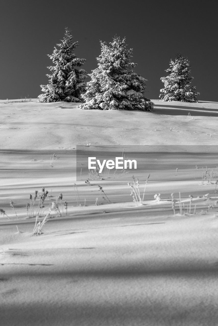 Trees on field during winter