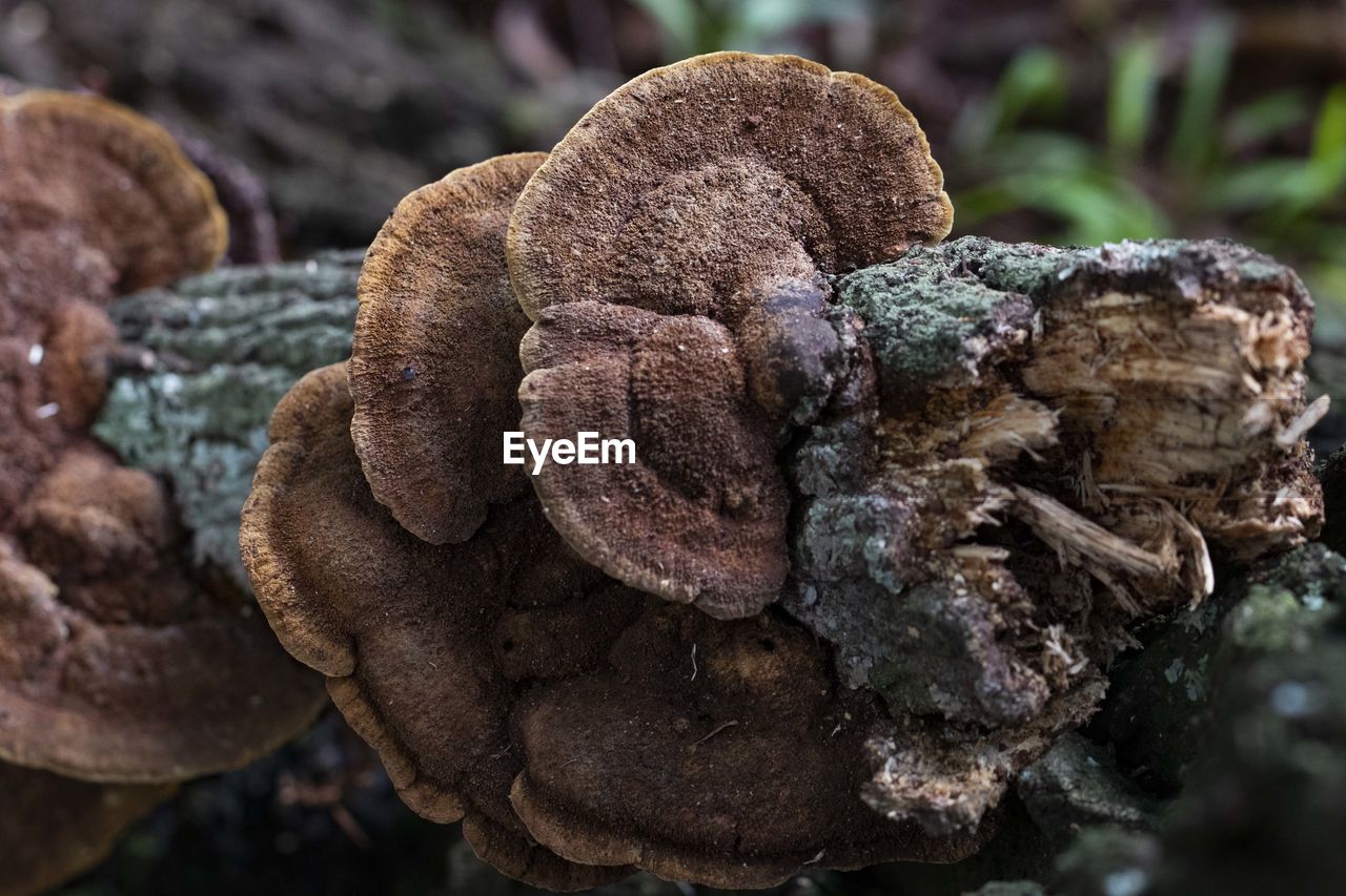 CLOSE-UP OF MUSHROOMS GROWING ON LAND