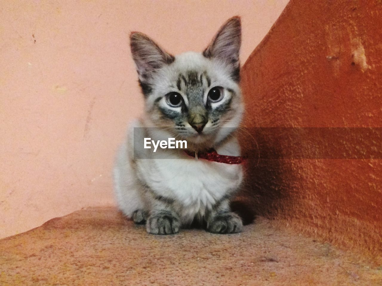 CLOSE-UP PORTRAIT OF CAT SITTING