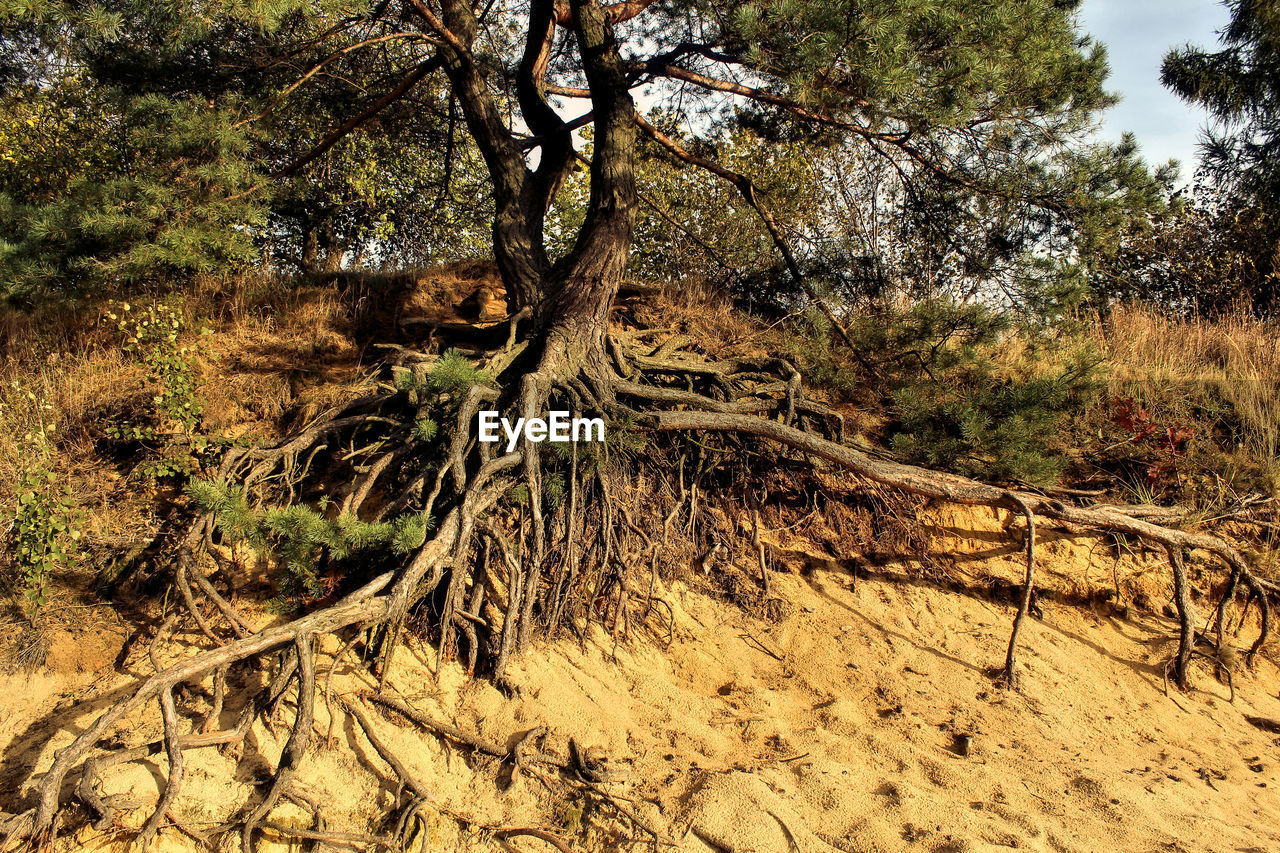 Trees in forest