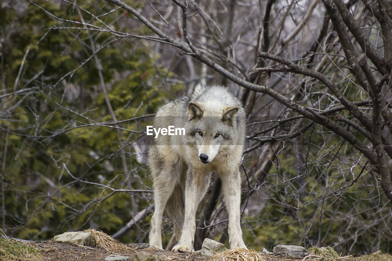 Frontal view of grey wolf standing and staring with menacing expression in front of wooded area