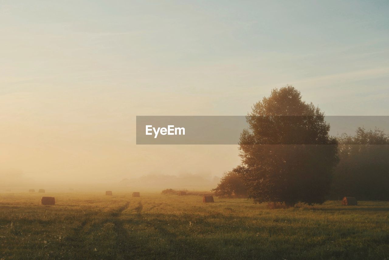 TREES ON FIELD AGAINST SKY DURING FOGGY WEATHER
