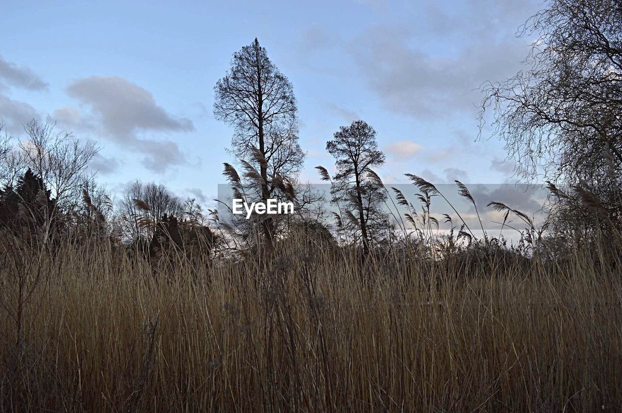 Plants growing on landscape against sky