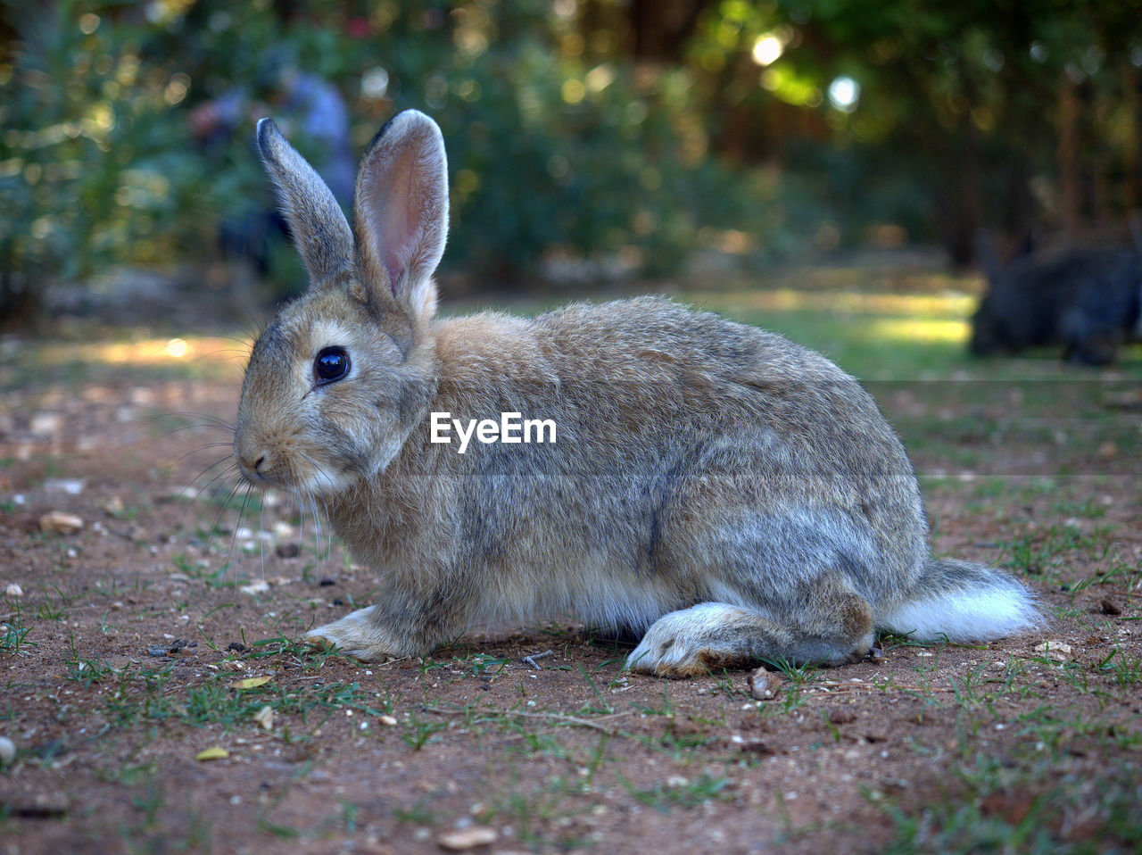 Side view of rabbit sitting on field