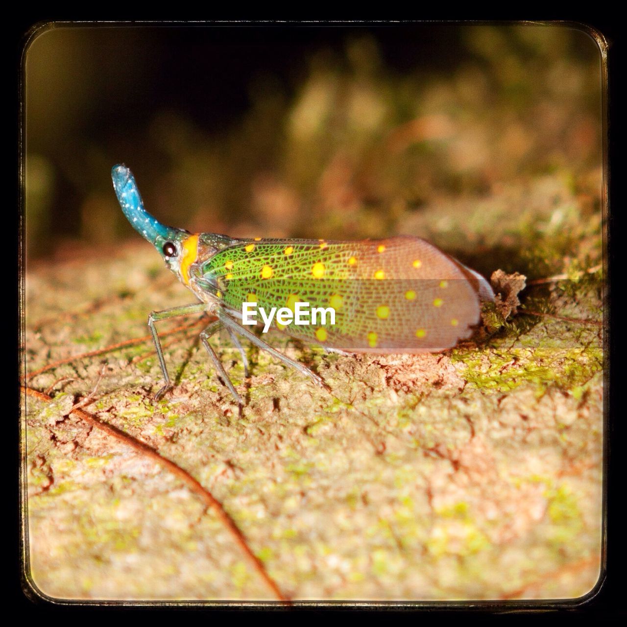 Close-up of lantern bug on wood