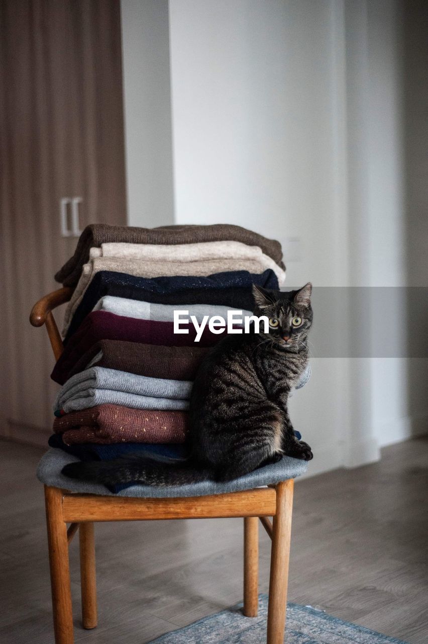 Cat sitting on chair at home