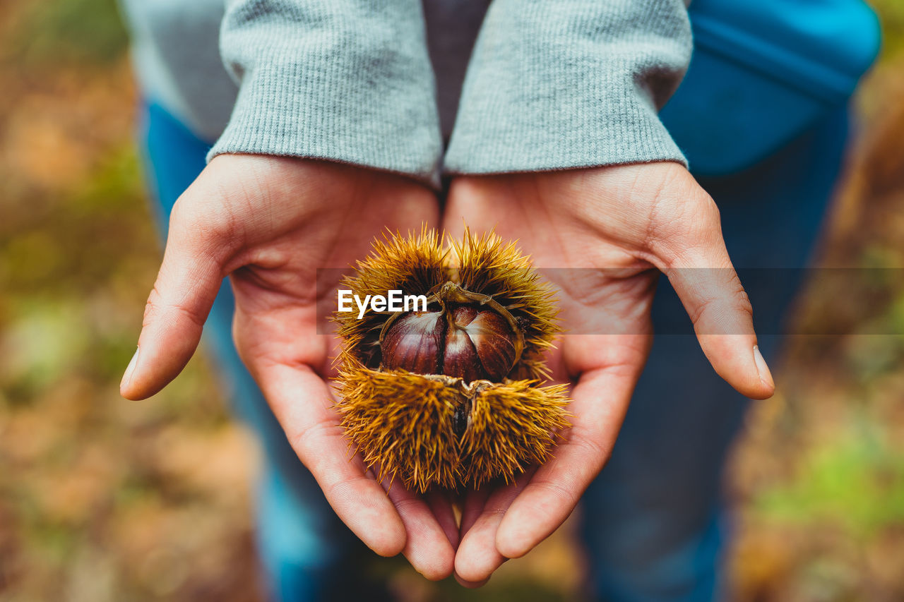 Midsection of person holding leaf