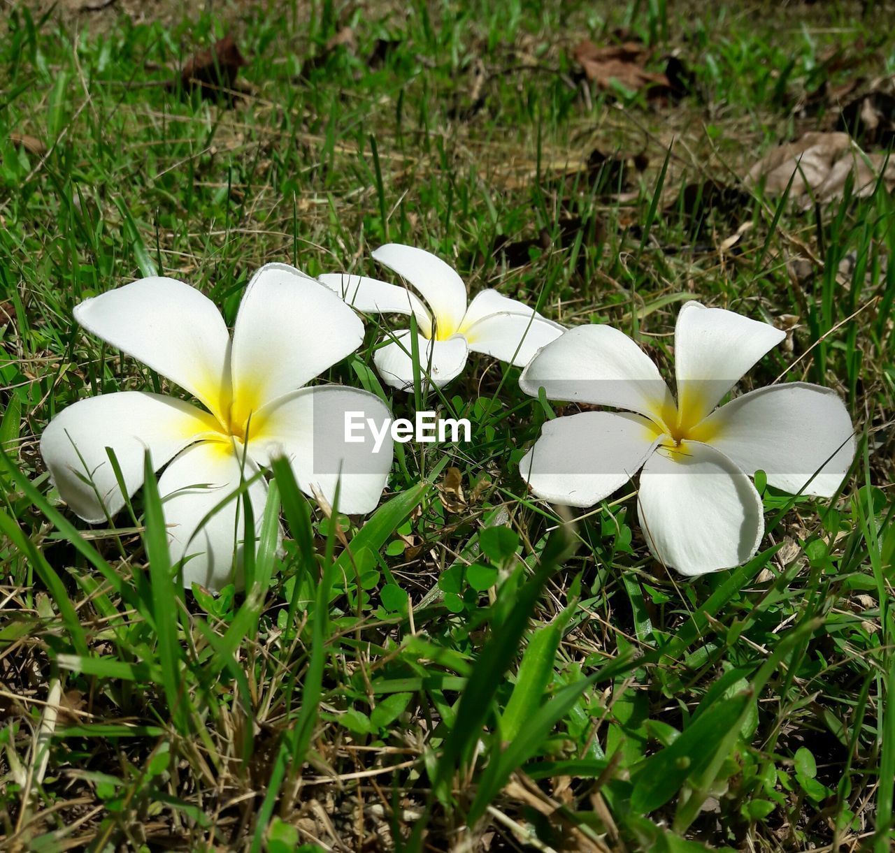 CLOSE-UP OF WHITE FLOWERS BLOOMING ON FIELD