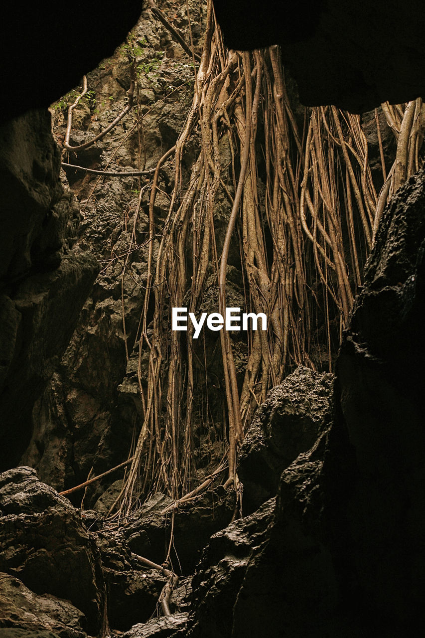 CLOSE-UP OF ROCK FORMATION ON TREE