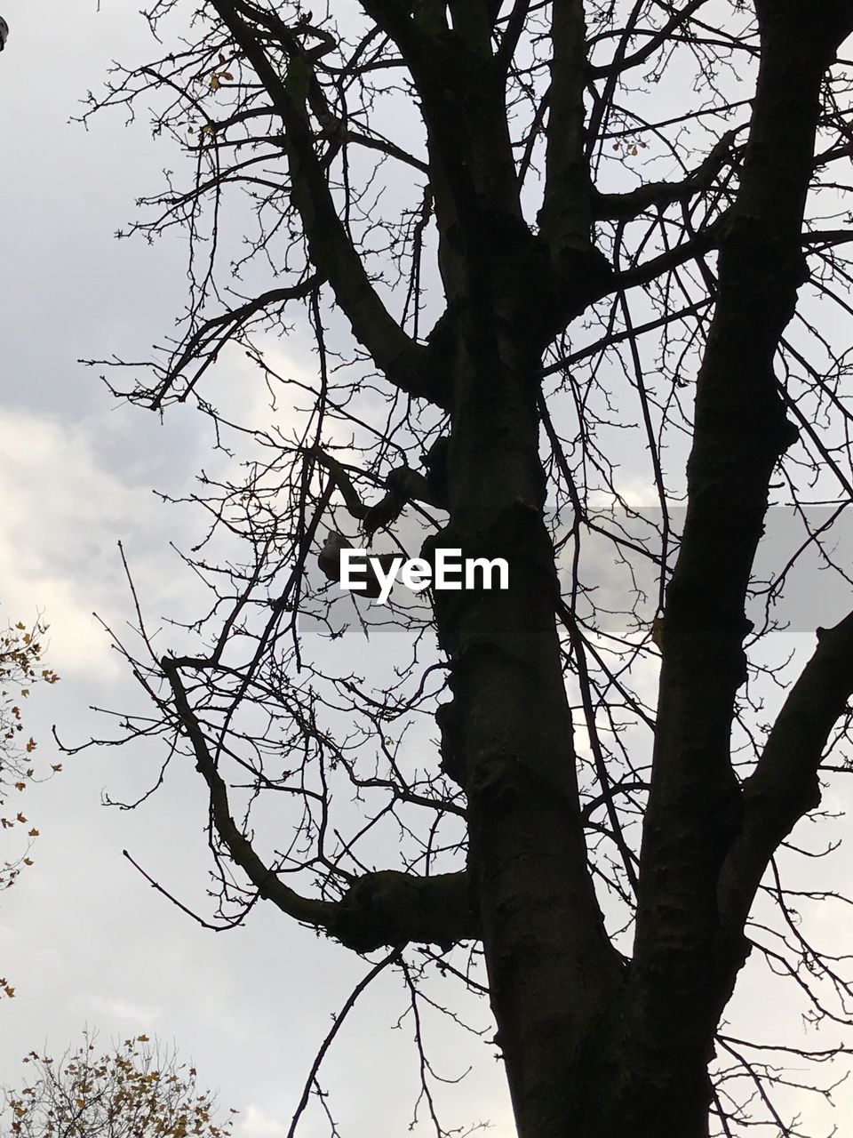 LOW ANGLE VIEW OF TREE AGAINST SKY