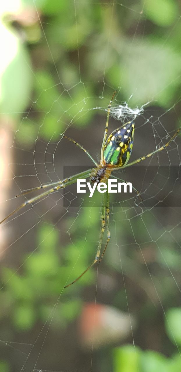 CLOSE-UP OF SPIDER WEB