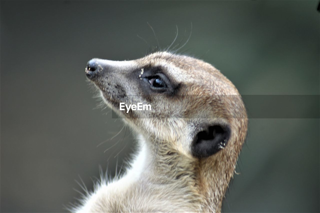 CLOSE-UP OF MEERKAT