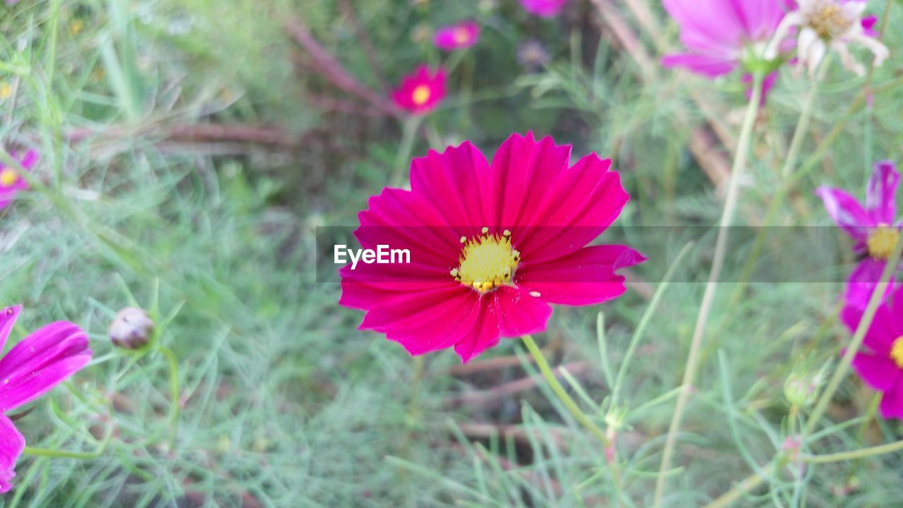 CLOSE-UP OF COSMOS BLOOMING ON FIELD