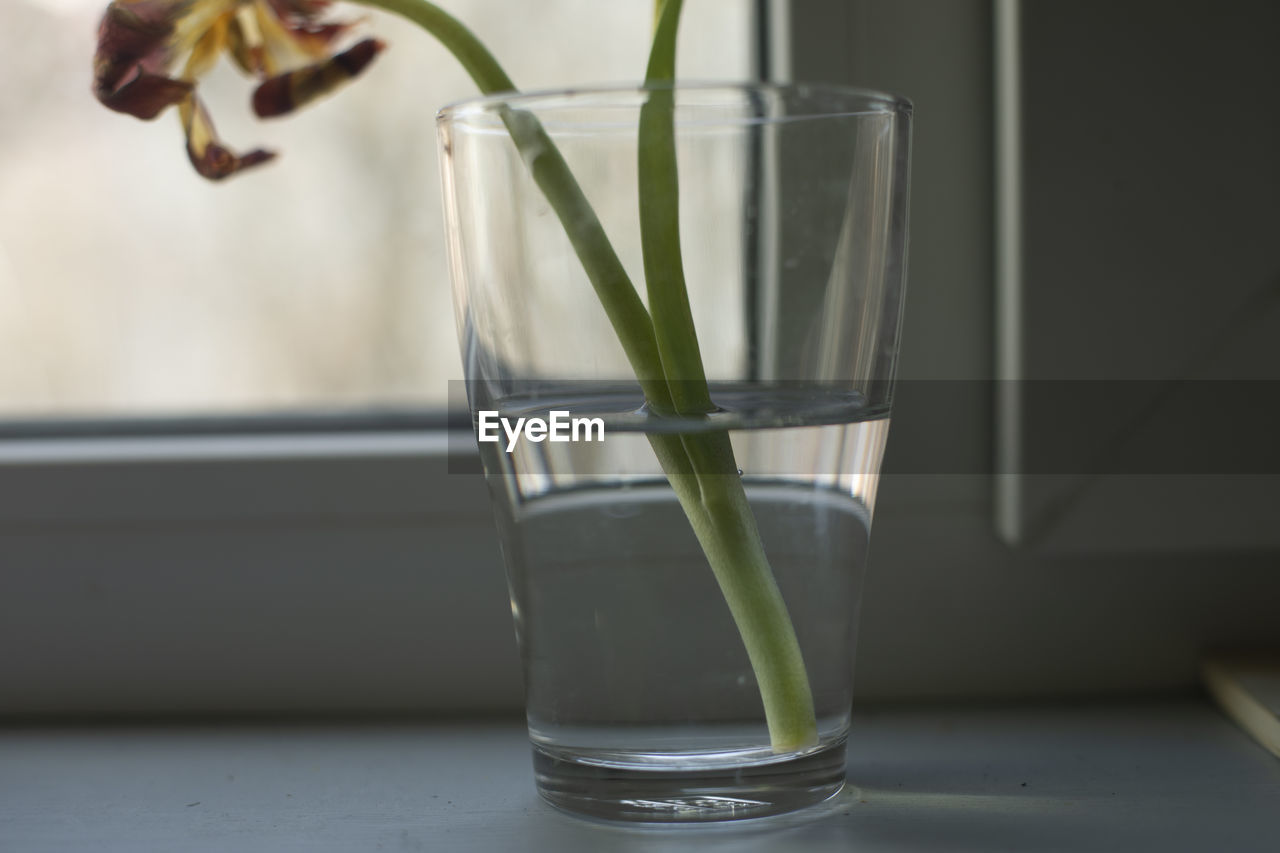 glass, indoors, drinking glass, food and drink, household equipment, drink, refreshment, vase, table, no people, freshness, nature, plant, flower, water, close-up, food, lighting, transparent, still life, focus on foreground, highball glass, healthy eating, flowering plant