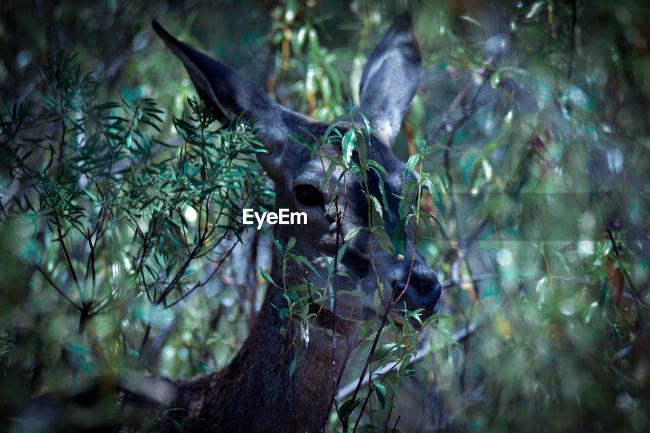 CLOSE-UP OF DEER IN FOREST