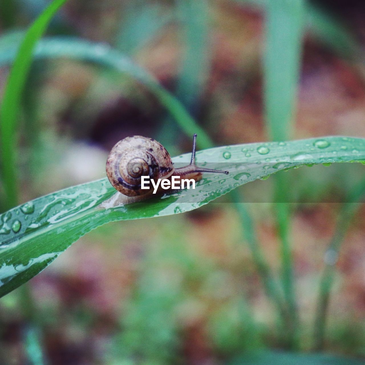 CLOSE-UP OF SNAIL ON A LEAF