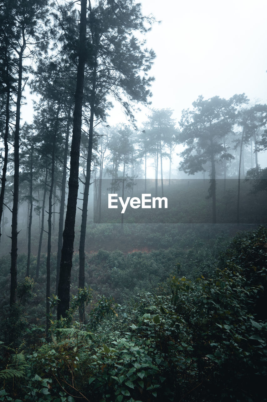 Trees in forest against sky