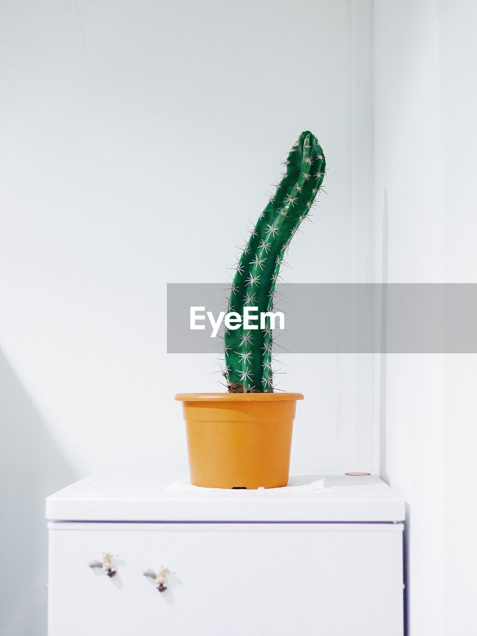 Close-up of potted plant on table