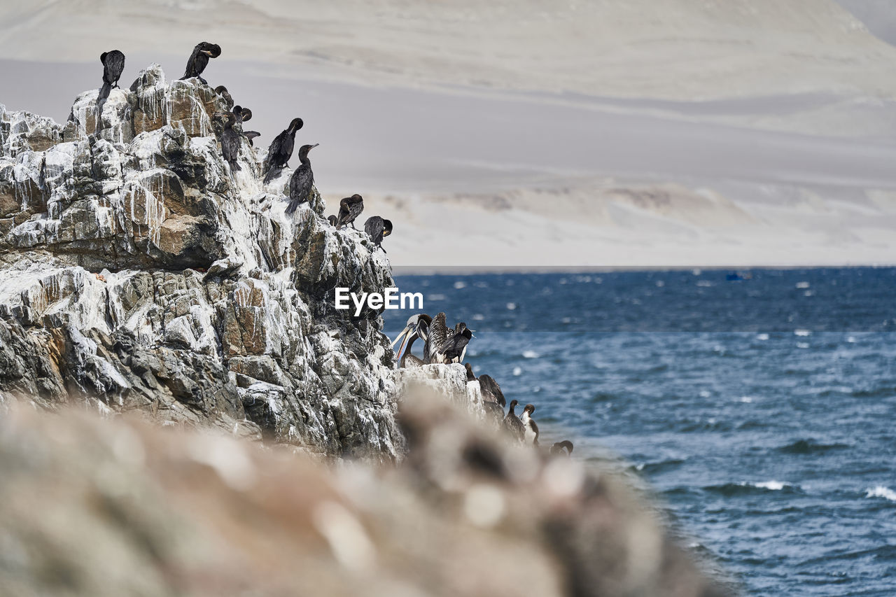 Bird colony of guanay cormorant or guanay shag, leucocarbo bougainvillii, on guano covered rocks