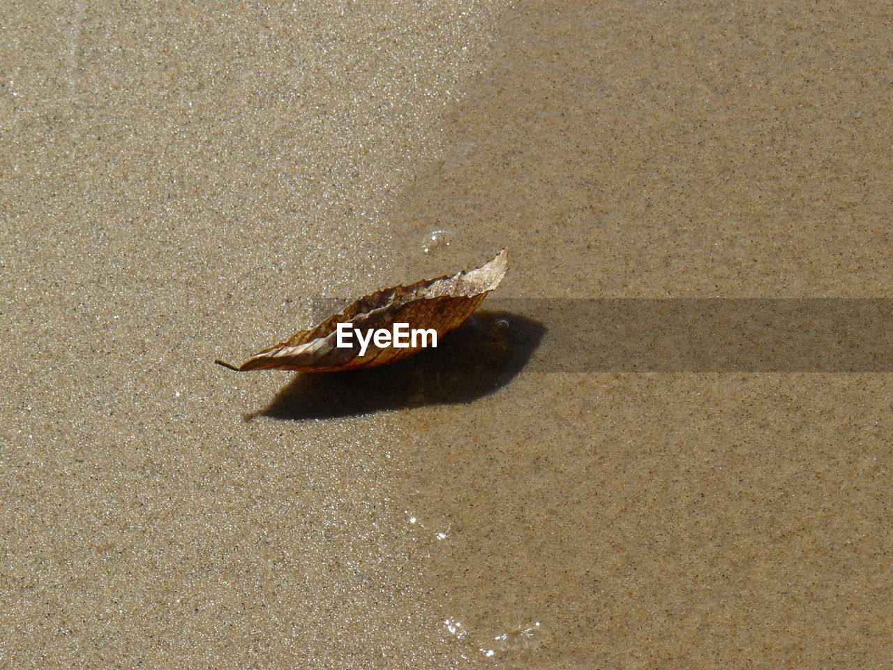 High angle view of dry leaf at beach