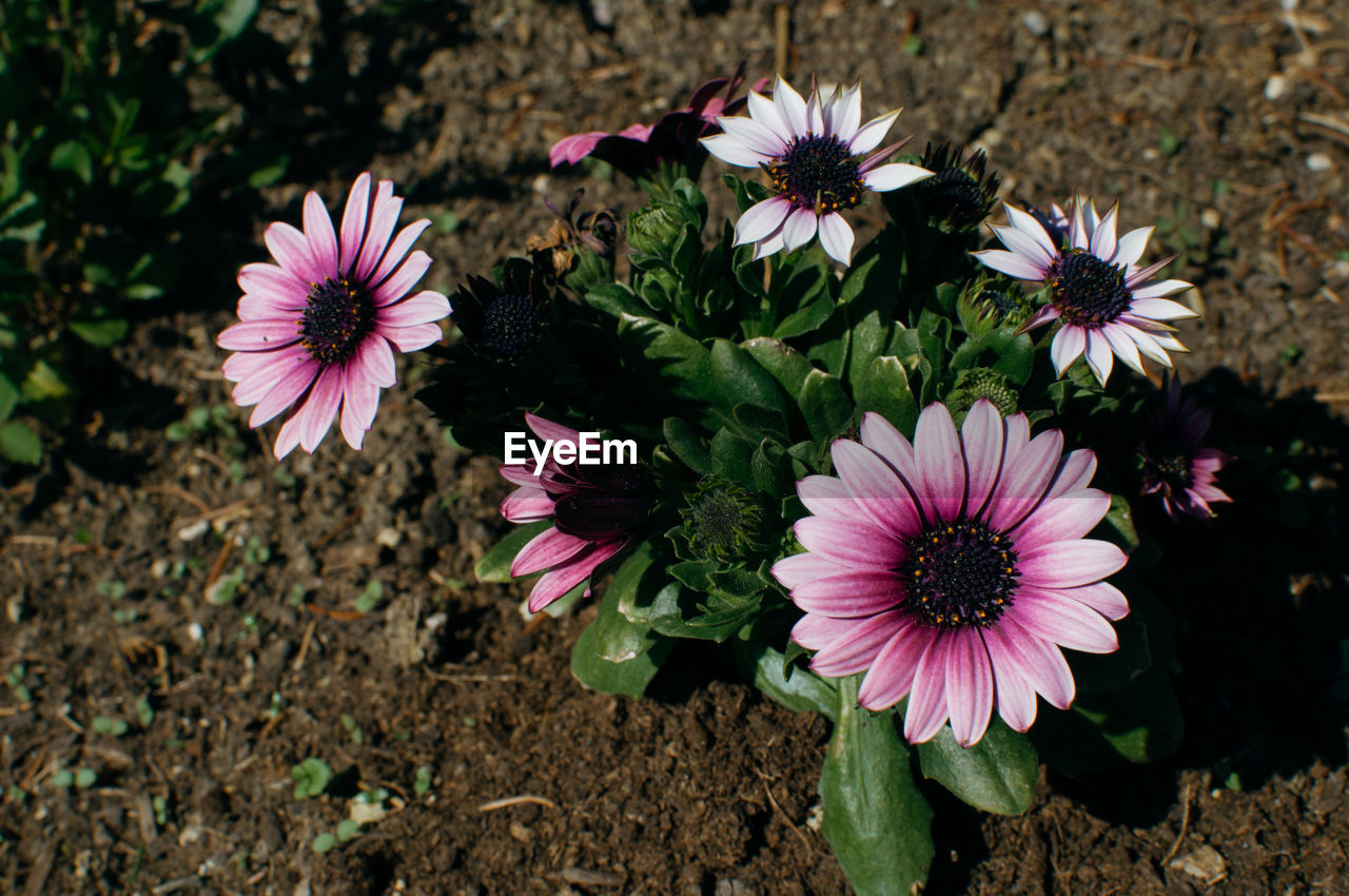 Close-up of purple coneflower blooming on field