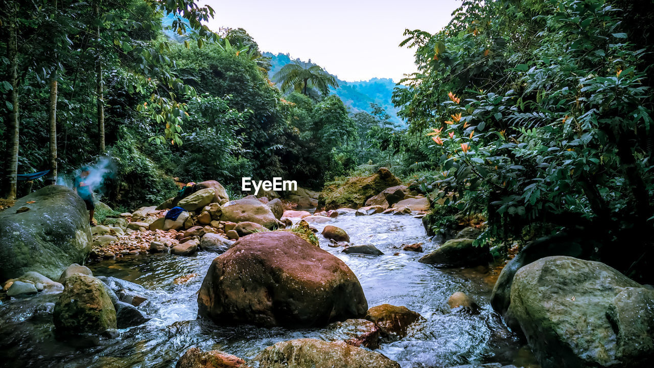 PLANTS AND ROCKS IN STREAM