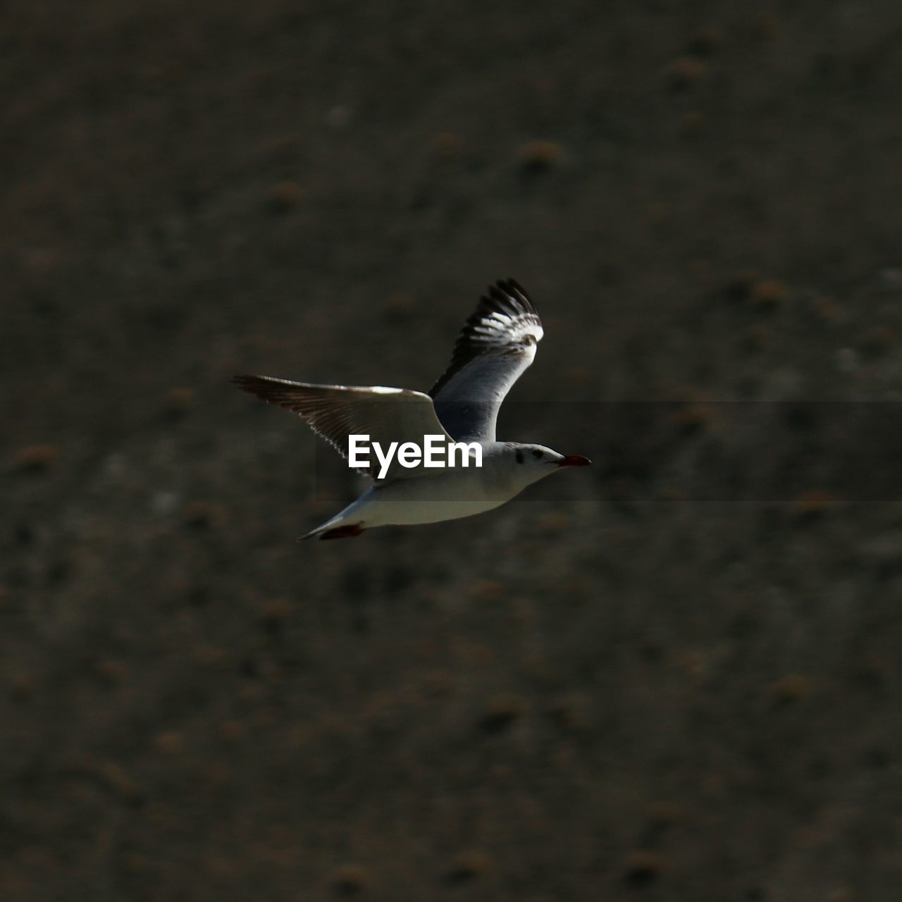 Close-up of bird flying