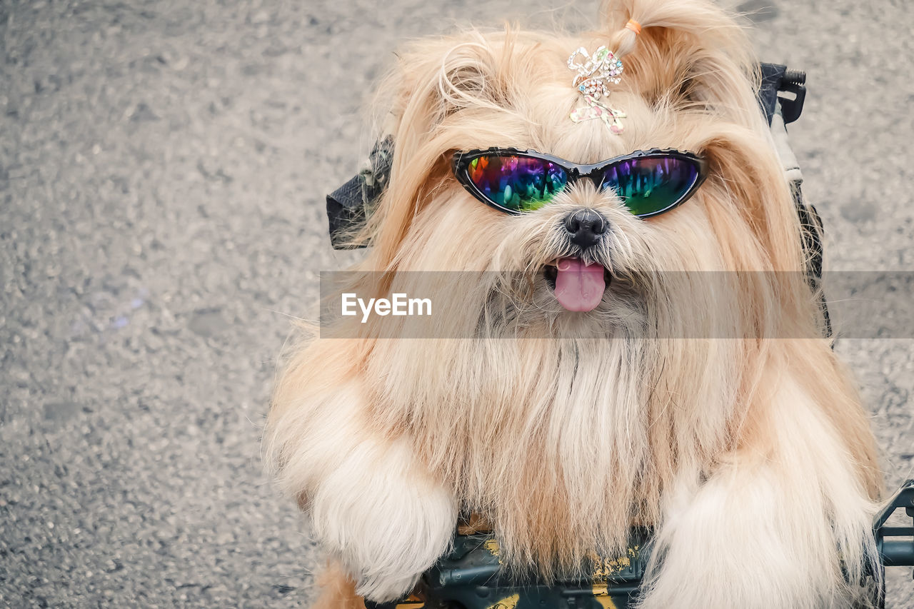 Portrait of dog wearing sunglasses with gun standing on street