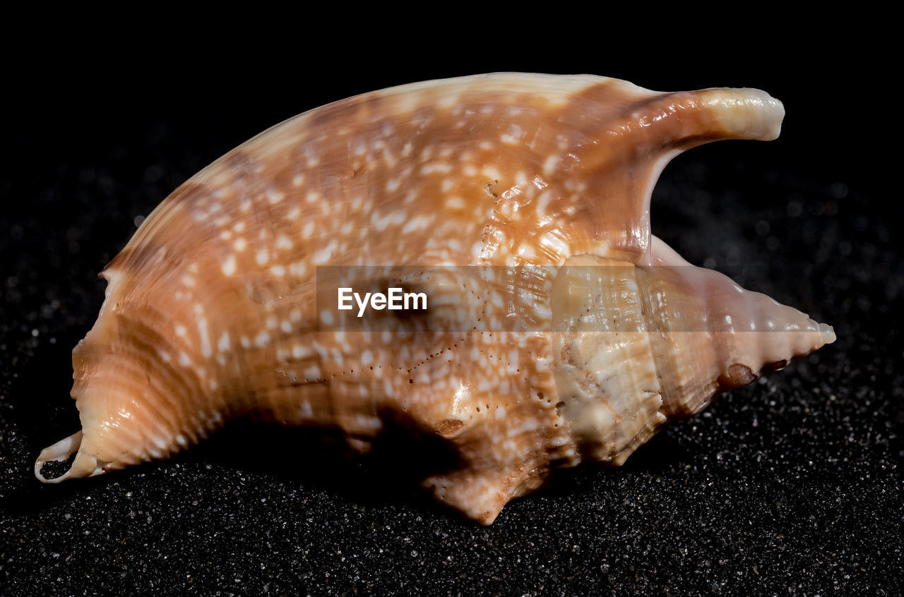 animal, conch, black background, animal themes, shell, snails and slugs, no people, one animal, animal wildlife, studio shot, fish, food, close-up, food and drink, sea, marine biology, indoors, water, nature, seafood, macro photography, sea life