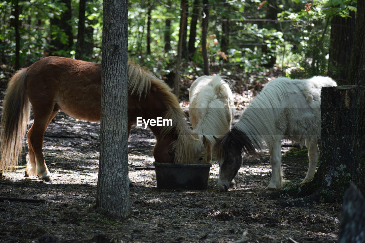 Horses grazing in a field