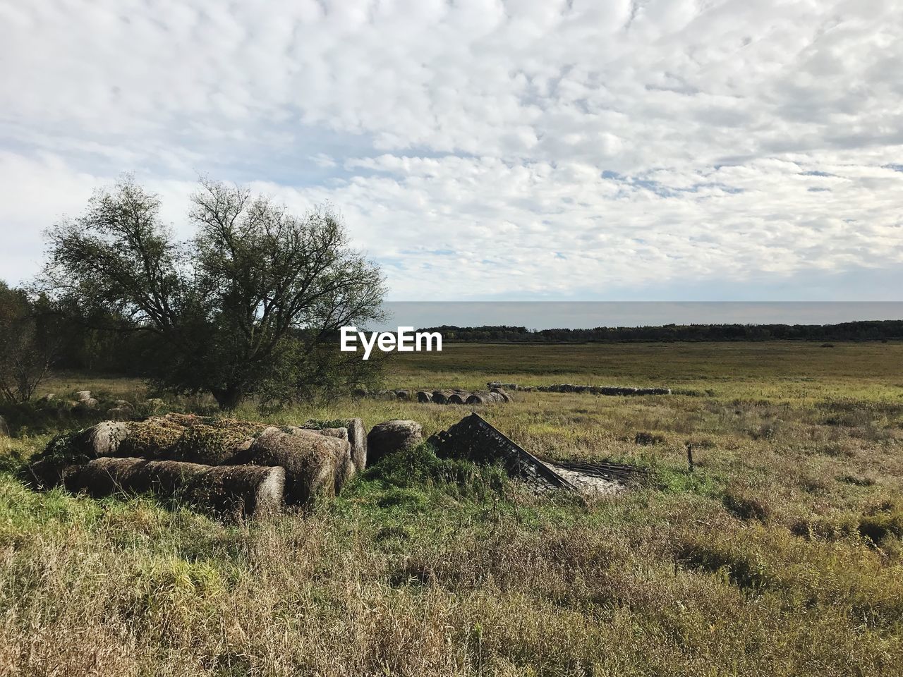 VIEW OF SHEEP ON FIELD