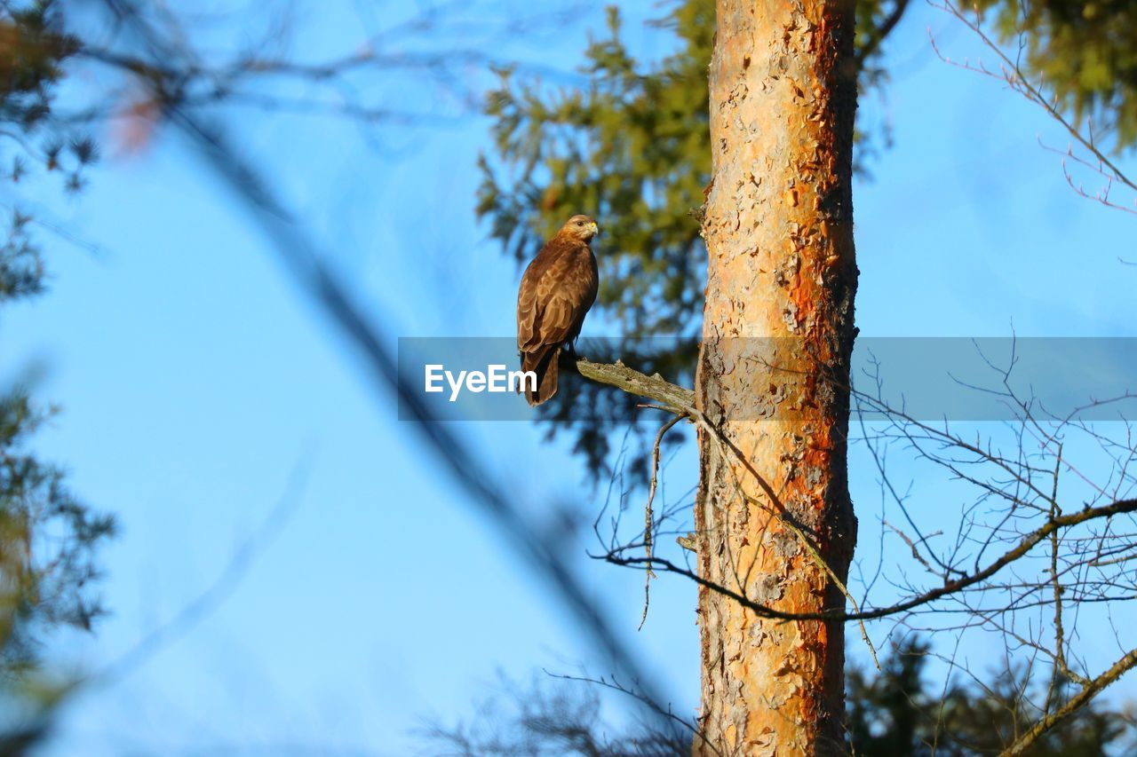 Low angle view of buzzard on tree trunk
