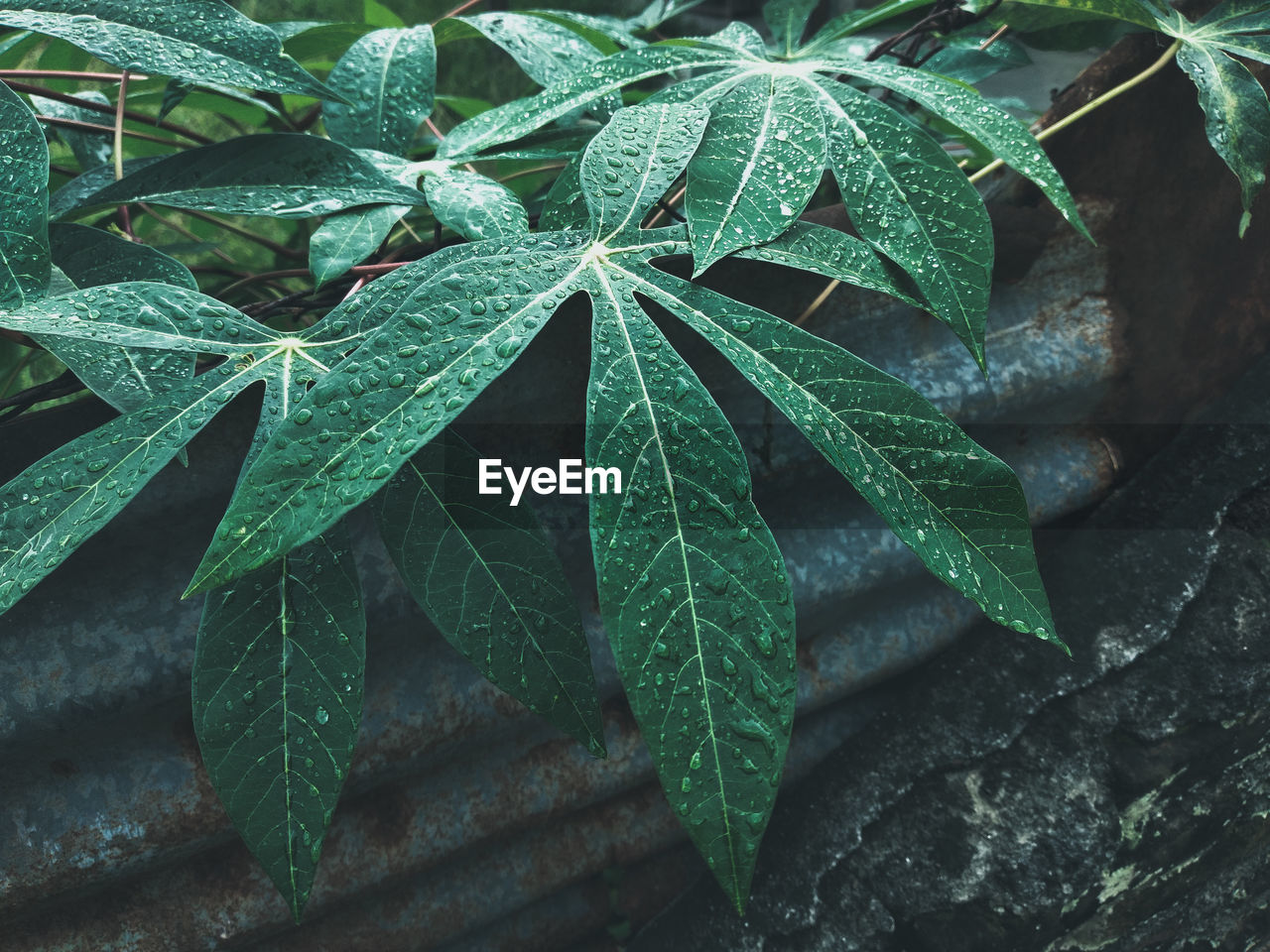 Close-up of wet plant leaves