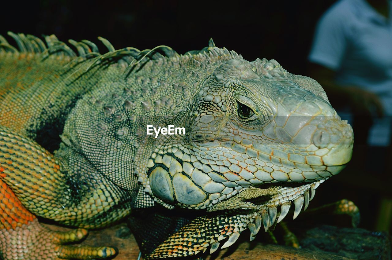 CLOSE-UP OF IGUANA