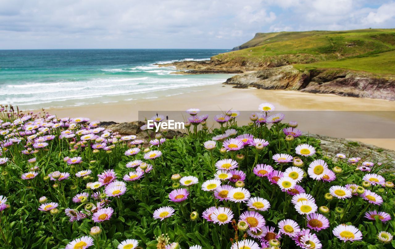 Flowers blooming by seaside