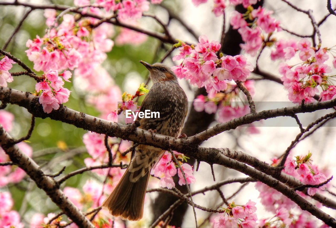 Low angle view of bird perching on tree