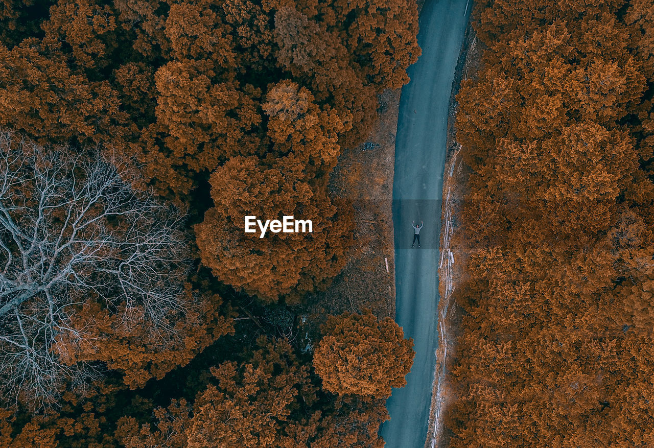 Aerial view of man on road amidst trees