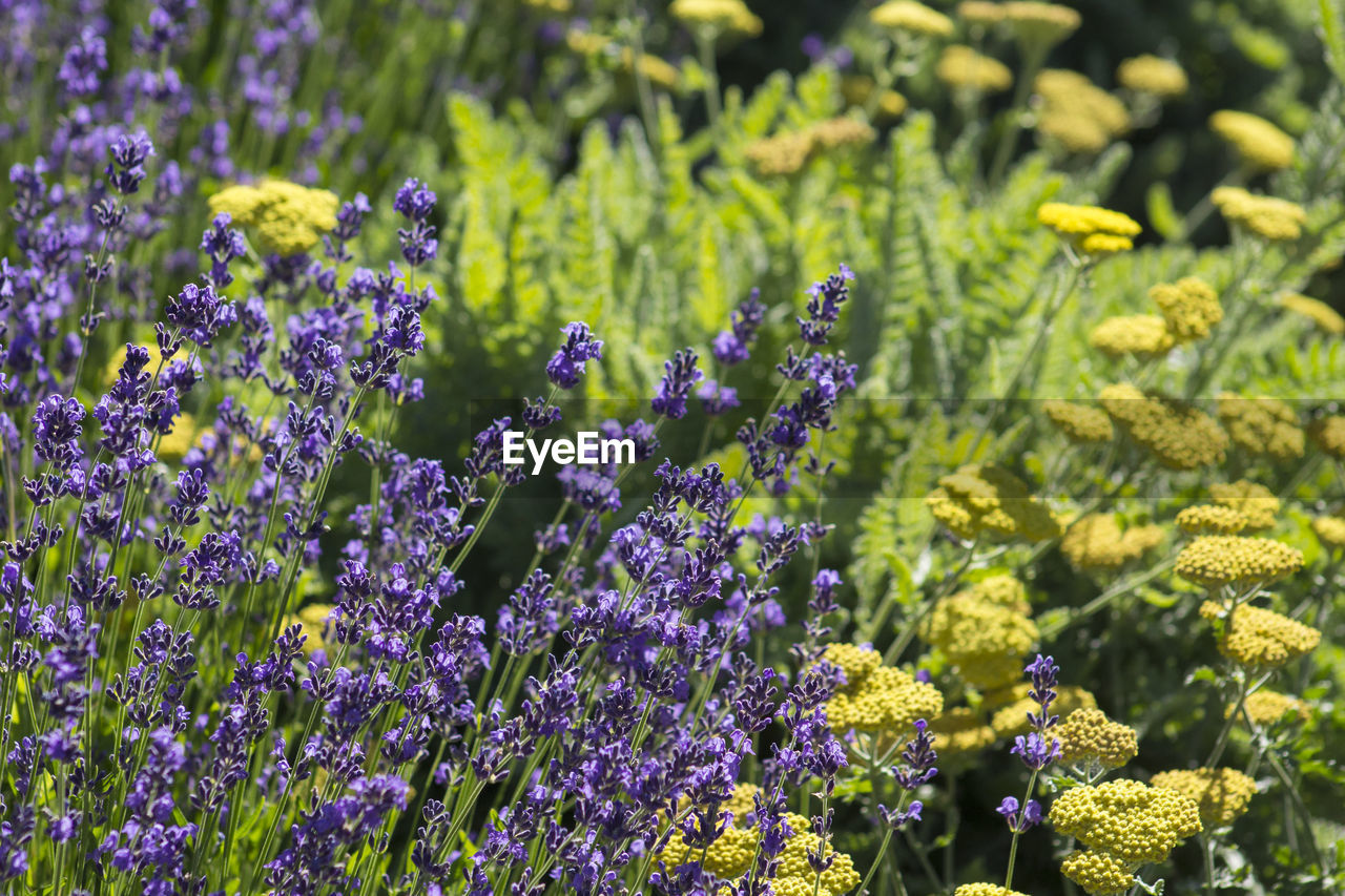 Close-up of lavender flowers on field