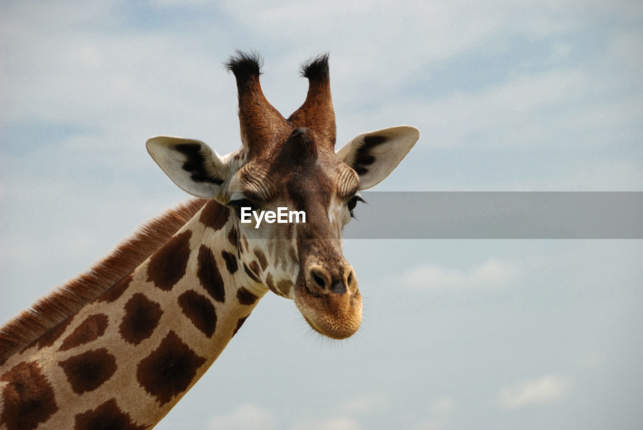 Portrait of giraffe against sky