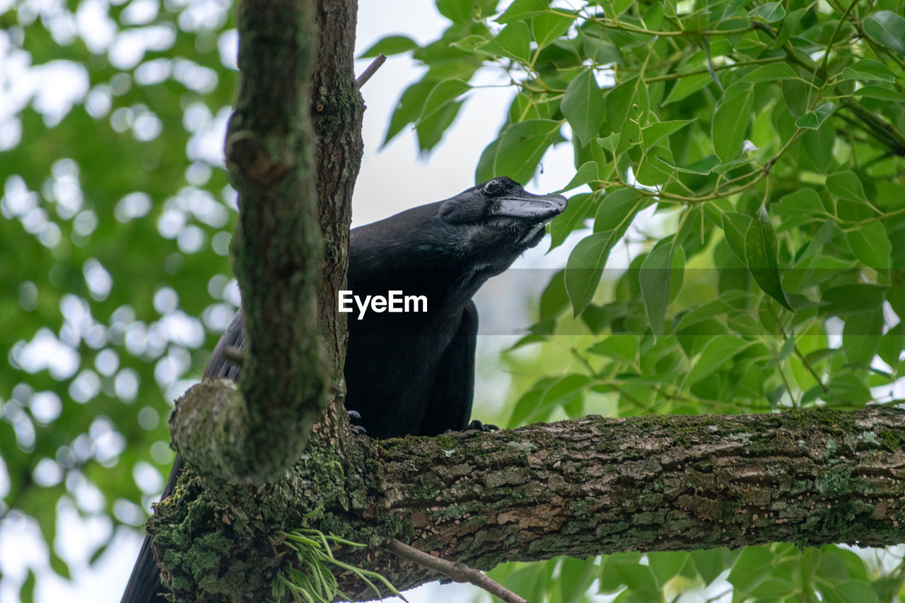 BIRD PERCHING ON A TREE