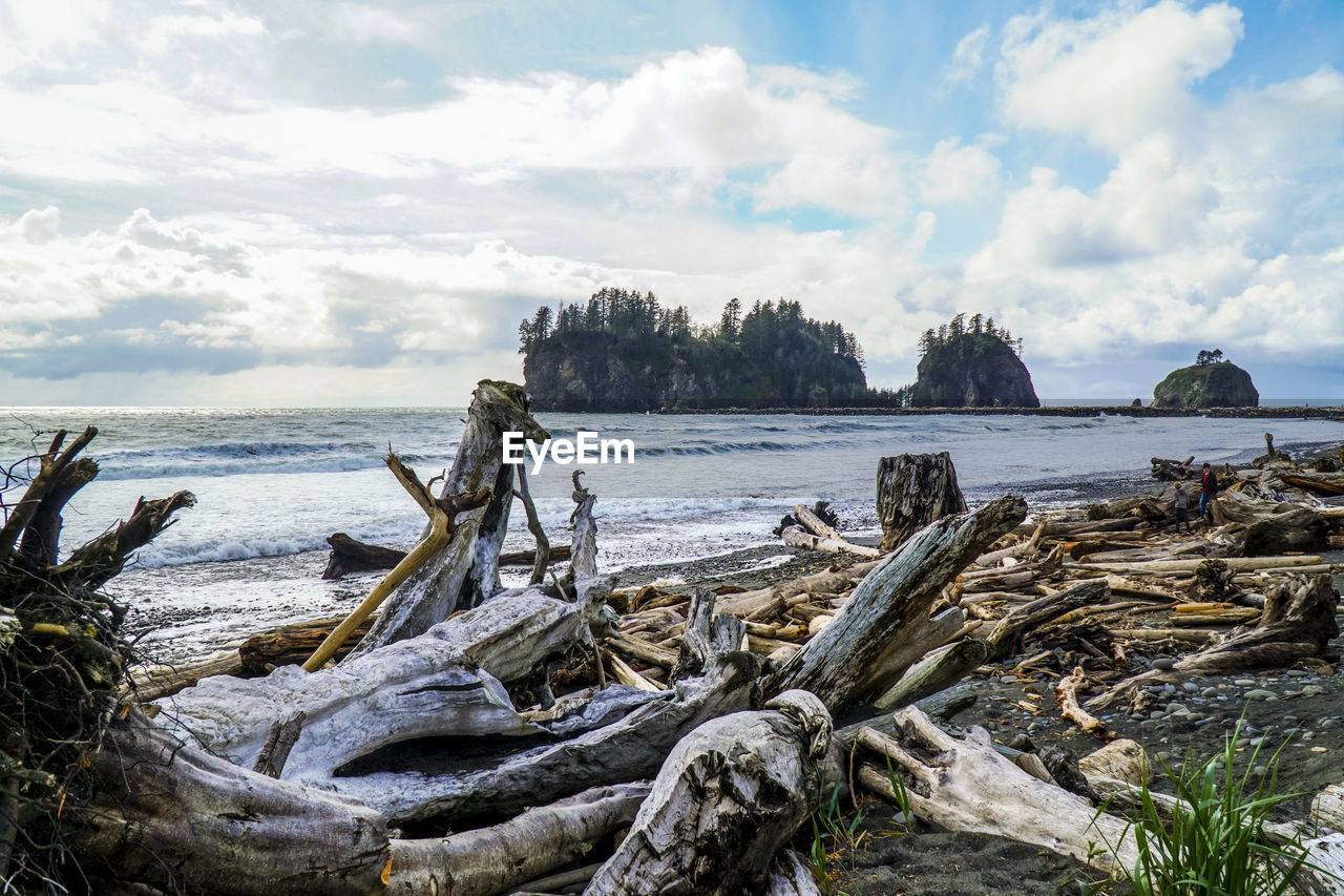 PANORAMIC VIEW OF DRIFTWOOD ON BEACH