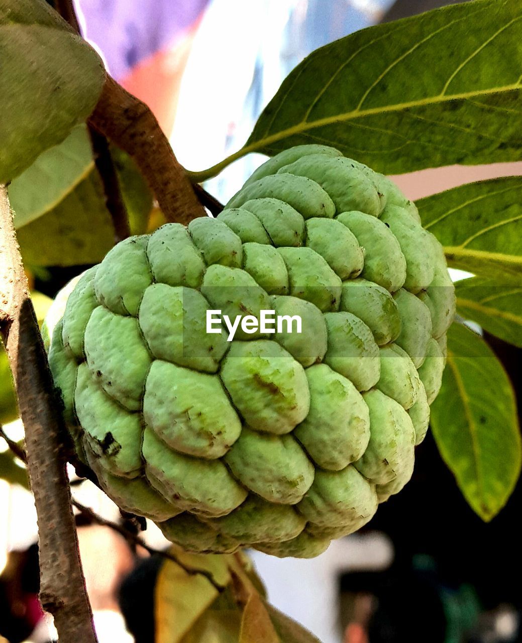 CLOSE-UP OF FRESH GREEN LEAF