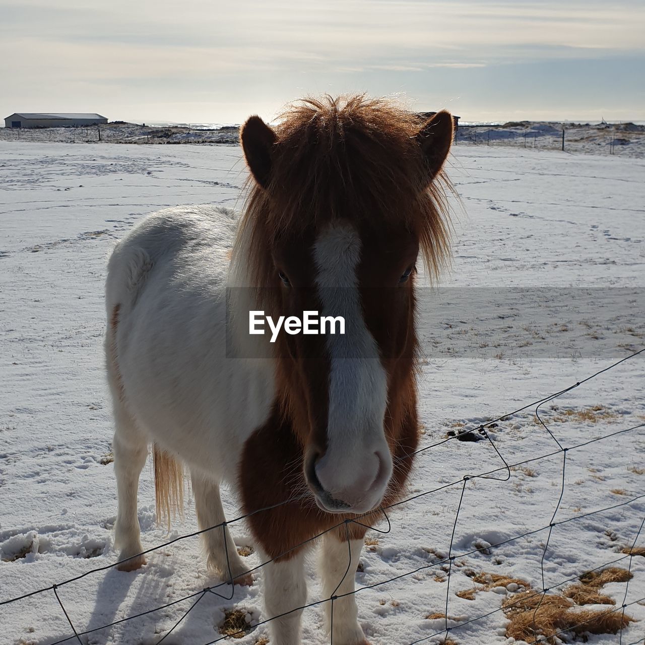 HORSE IN A WINTER