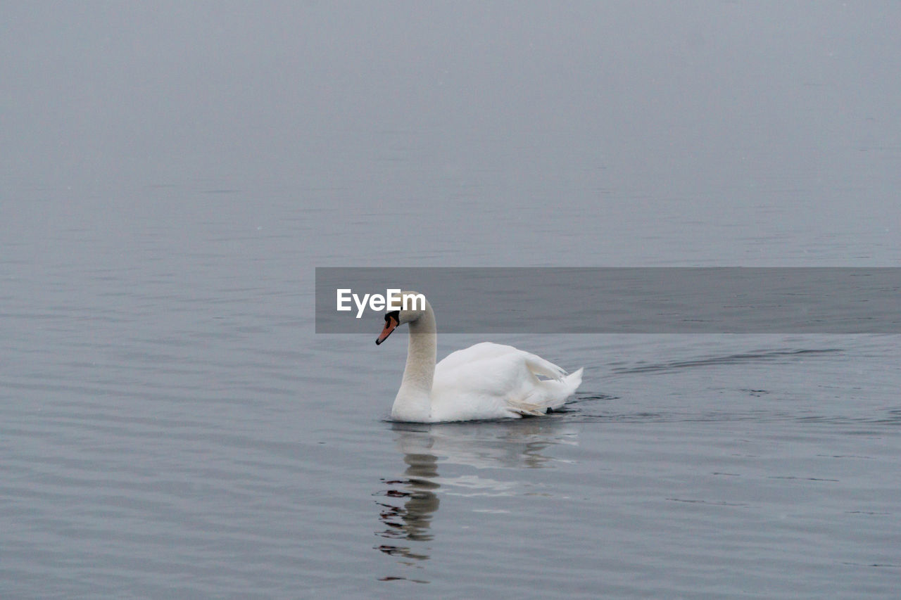 animal themes, wildlife, animal wildlife, animal, bird, water, swan, one animal, lake, ducks, geese and swans, swimming, water bird, no people, nature, beak, wing, day, waterfront, mute swan, white, beauty in nature, outdoors, zoology, rippled